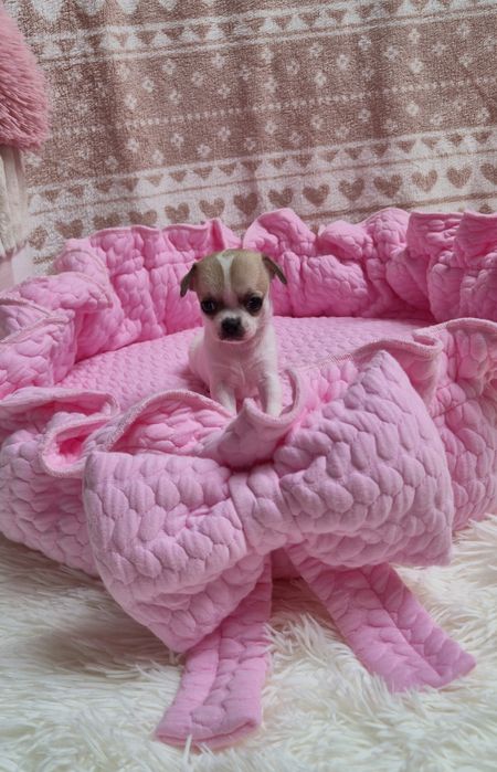 Piękna sunia Chihuahua krótkowłosa