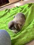 Królik rasy mini lop z rodowodem, klatką i wyprawką