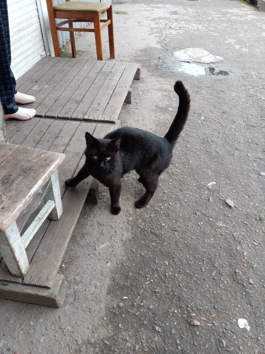 Котик чорний метис мейн - кун , ЧОРІ 1.5 року