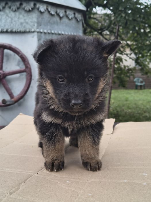 Щенята (цуценята) німецької вівчарки