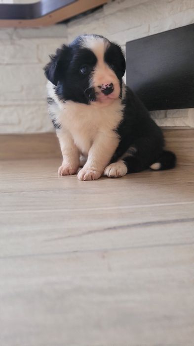 Border Collie Śliczny Szczeniak