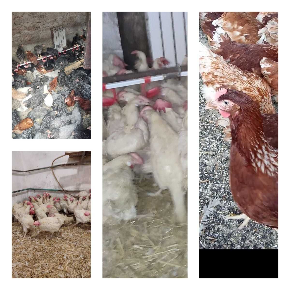 Продам кури несушки! Доставка безкоштовна. Коростишів