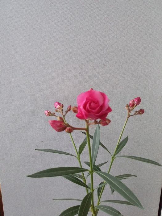 Кімнатні рослини: опунція, олеандр, хлорофітум