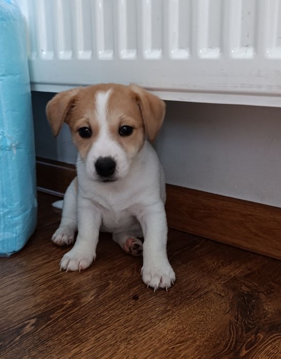 Jack Russell terrier suczka