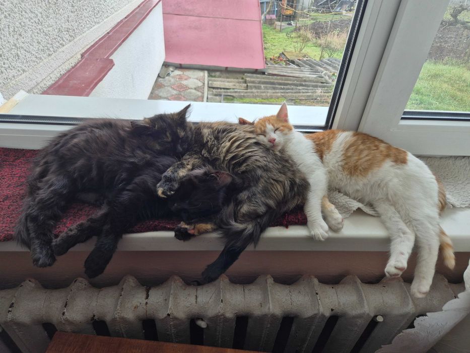 Віддам трьох кошенят