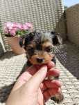 Yorkshire terrier, miniaturka