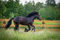 Tinker wałach irish cob piękny koń