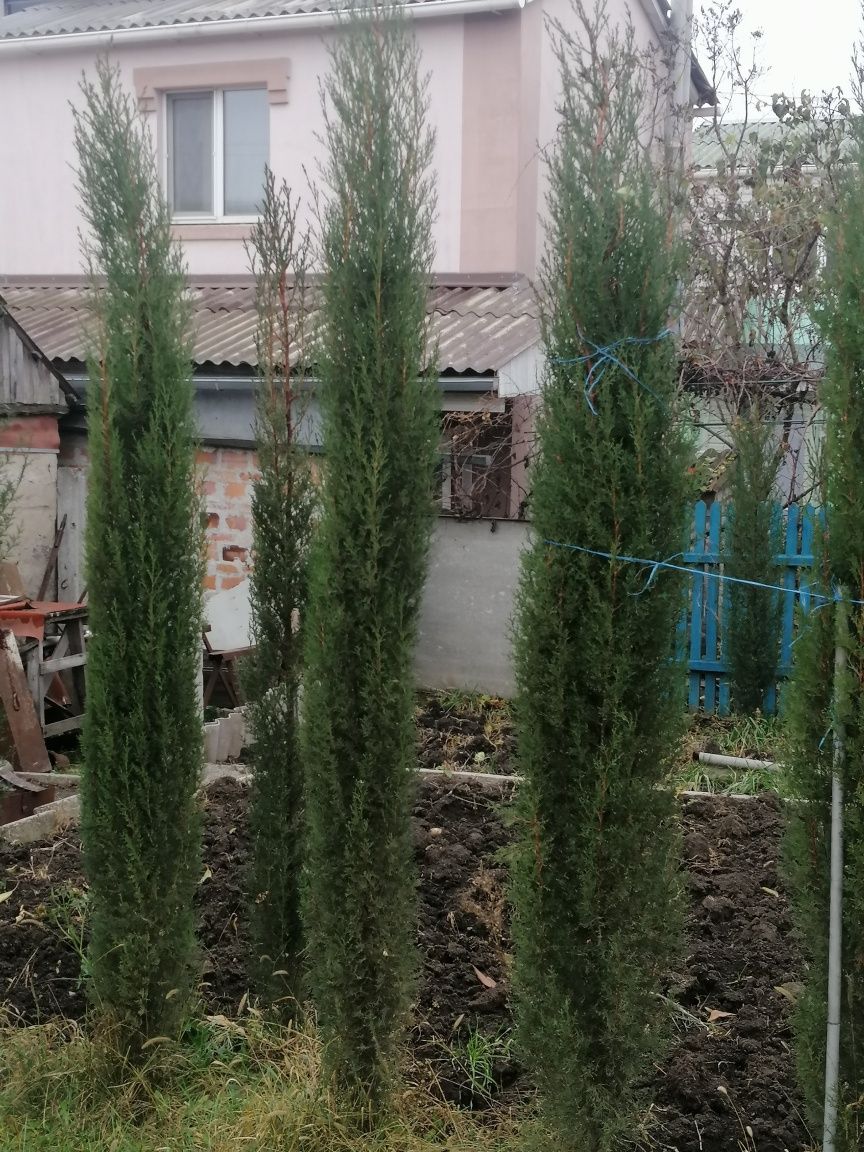 Кипарис вечнозеленый 'Стрикта' Cupressus sempervirens 'Stricta'