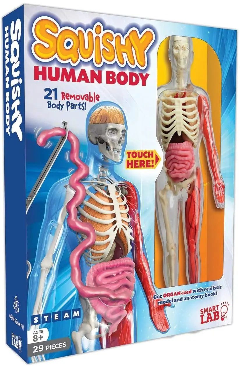 Ігровий набір для вивчення тіла скелет і органи сквиш чи для біології