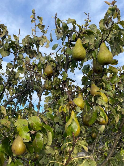 Jabłka, gruszki z własnego sadu / Gdynia Obłuże