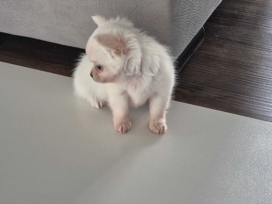 chihuahua długowłosa-biały piesek