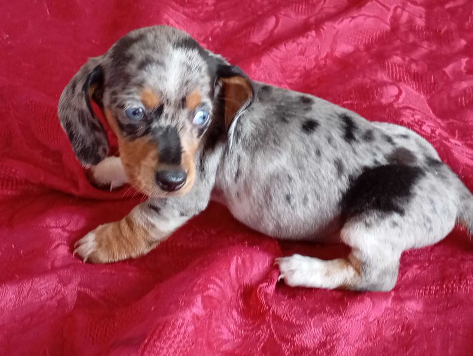 Teckel Fêmea kaninchen