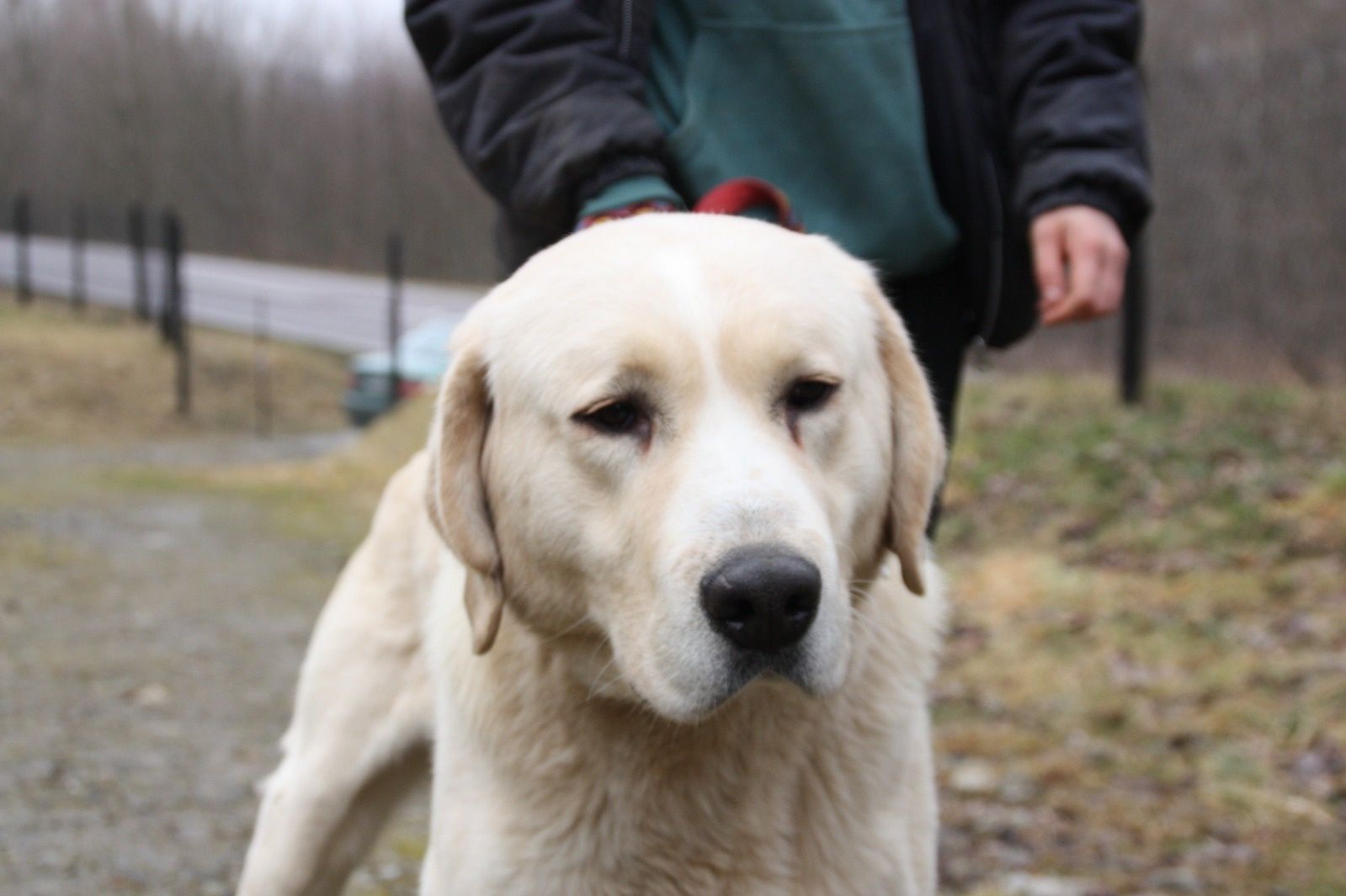 Pies Misiek do adopcji. Oddam psa