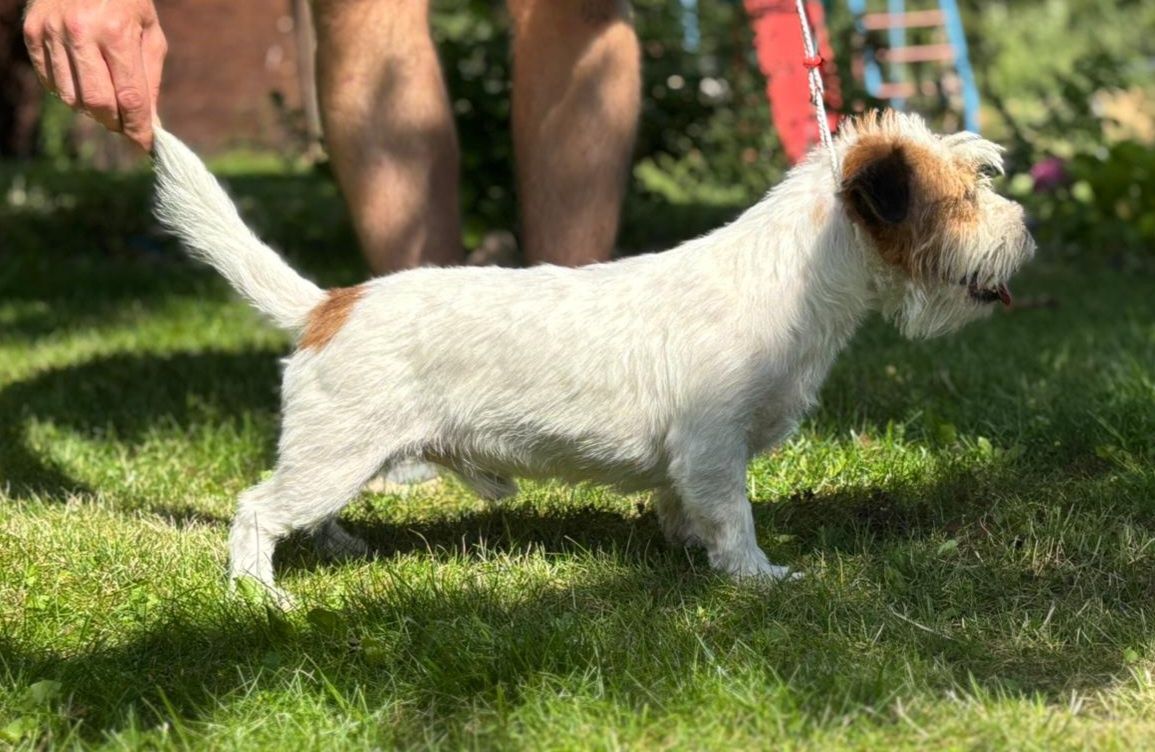 Jack Russell Terrier