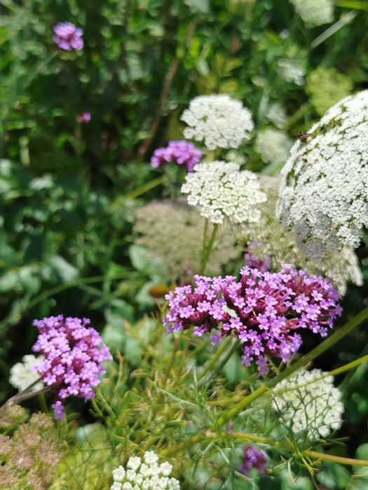 Насіння вербени бонарської"Verbena bonariensis"для саду та букетів