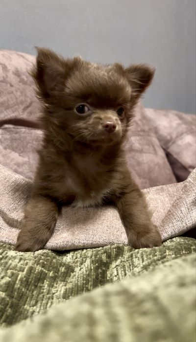 Мала  красуня чихуахуа