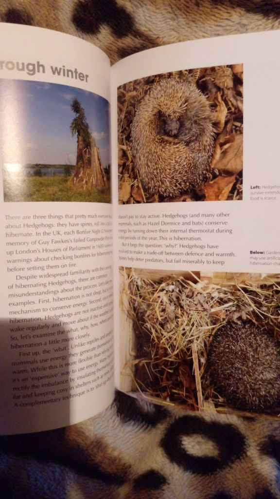 англ. Книга о ежиках ёж james lowen rspb spotlight hedgehogs