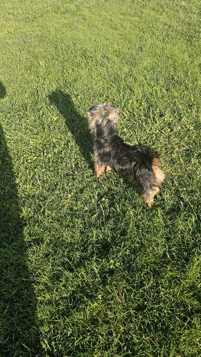 Yorkshire terrier Macho
