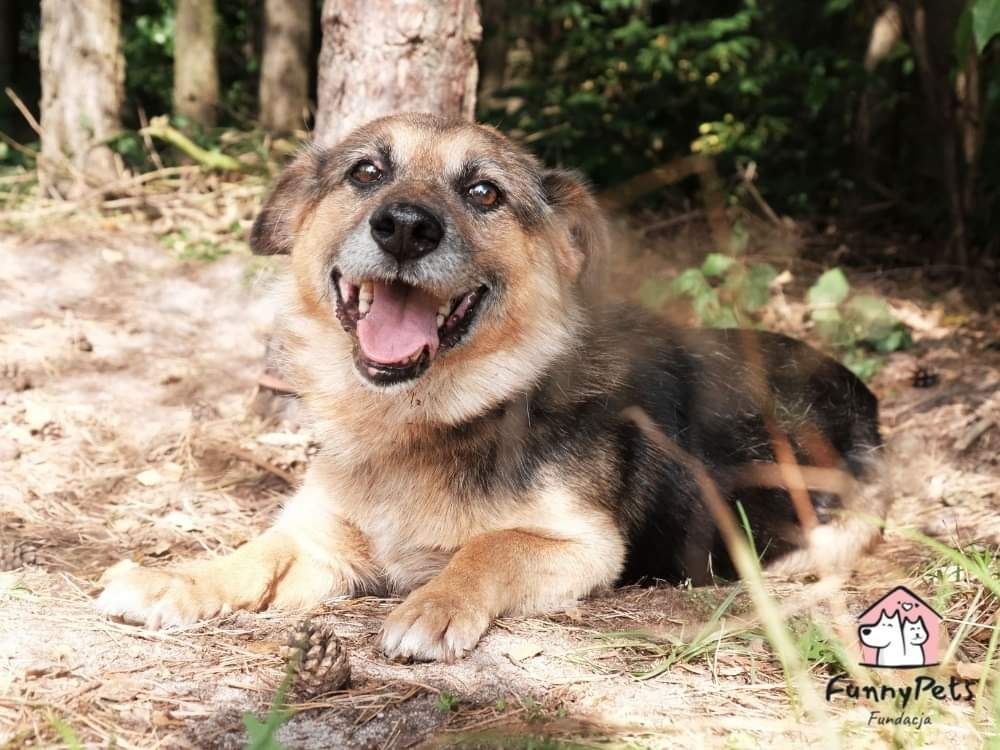 Misiek czeka w schronisku na swojego człowieka