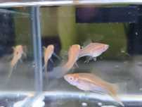 Mieczyki albino czerwone oko