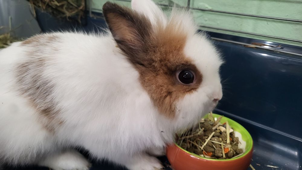 Królik miniaturka Teddy  "Łatek"