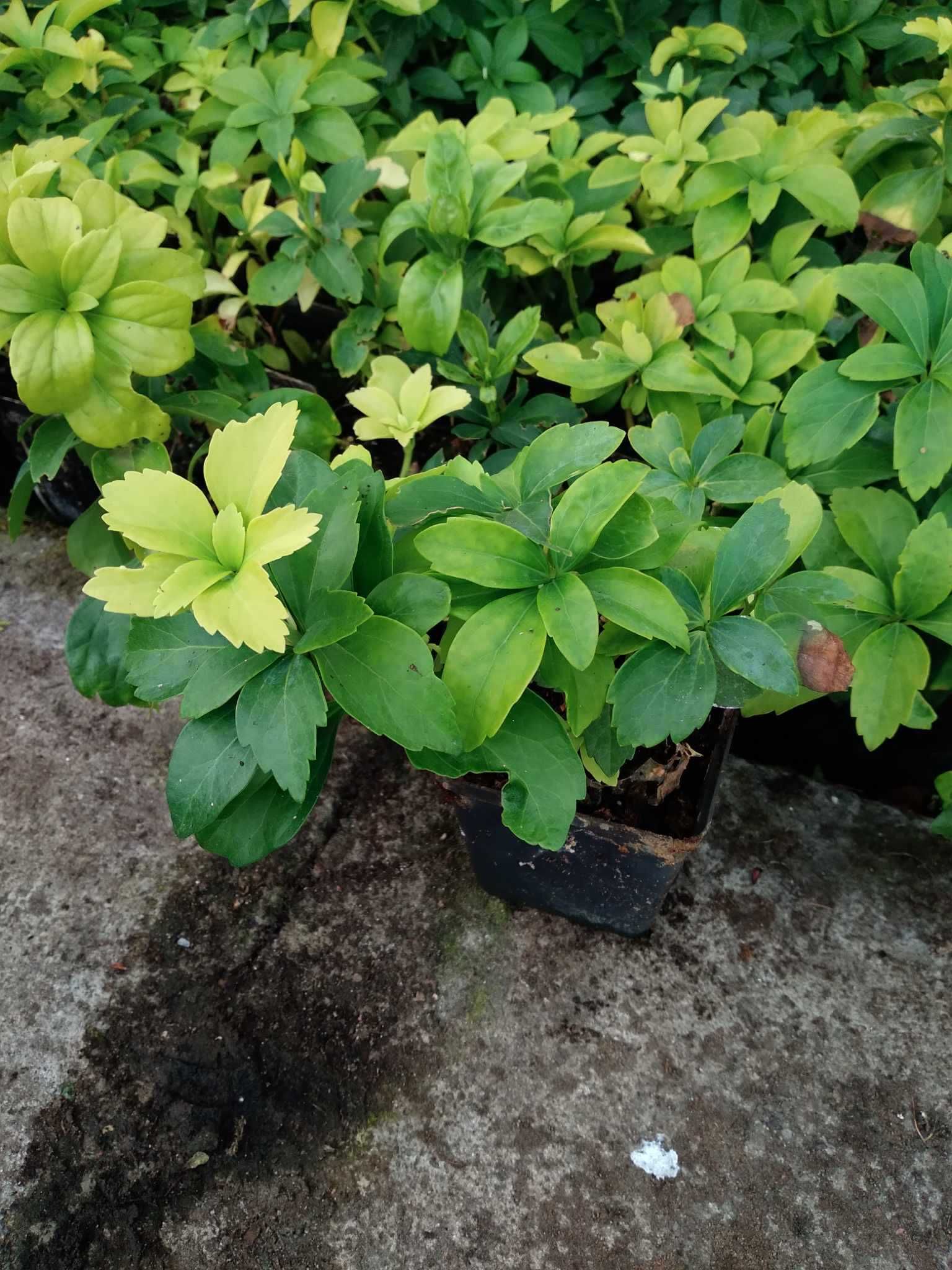 Runianka japońska Green Carpet,  Pachysandra terminalis