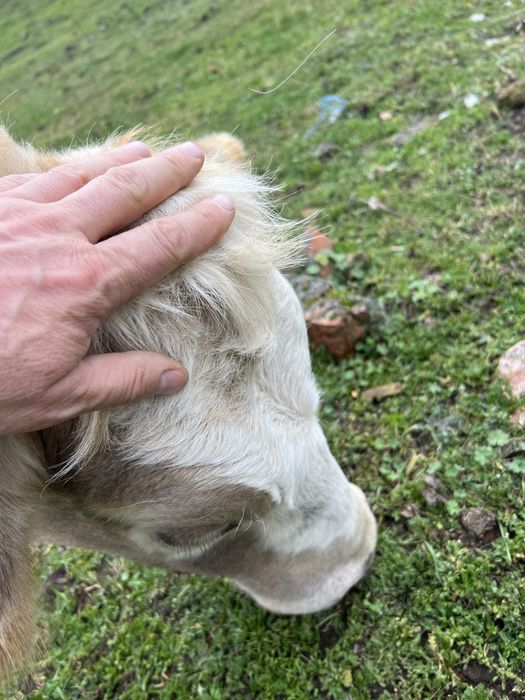 Продаю тільні нетелі червоно рябі від добрих корів