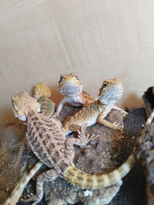 Agama brodata Młode