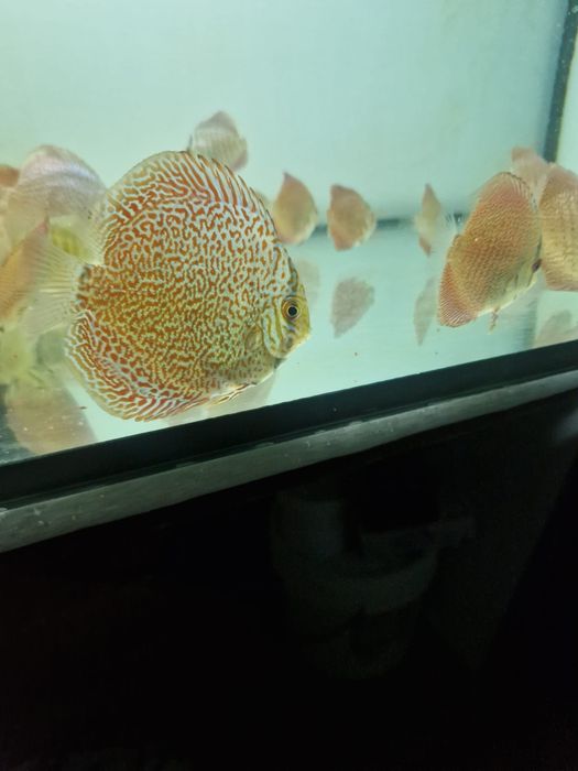 Discus Leopardo Pantera e Super Pantera