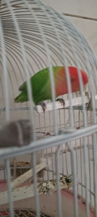 Agapórnis roseicollis