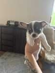 Chihuahua miniatuki slodkie