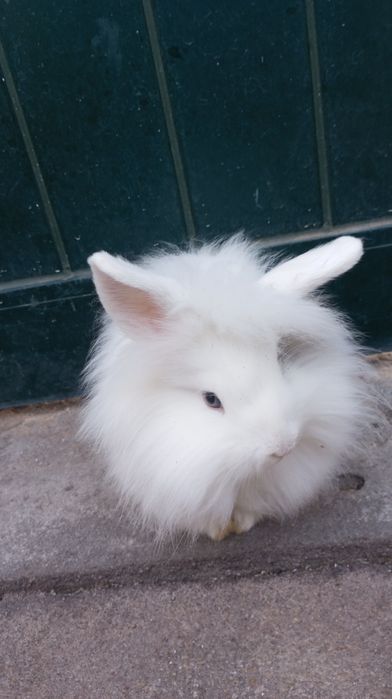 Vendo coelhos anões cabeça de leão