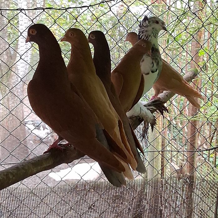 Gołębie tiplery 4 pary