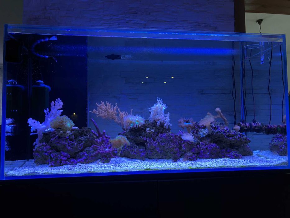 Akwarium morskie 500l optiwhite, szafka, sump, lampy, full osprzęt