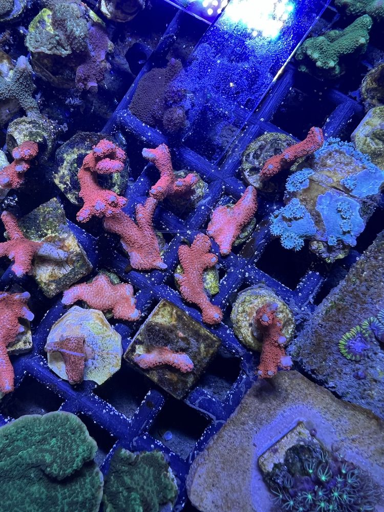 3 Montipora Samarensis Red Czerwona Akwarium Koralowiec Morski SPS