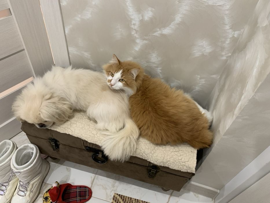 Віддаю кота в добрі руки