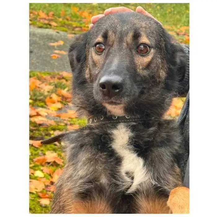 Спокойная собака ищет дом