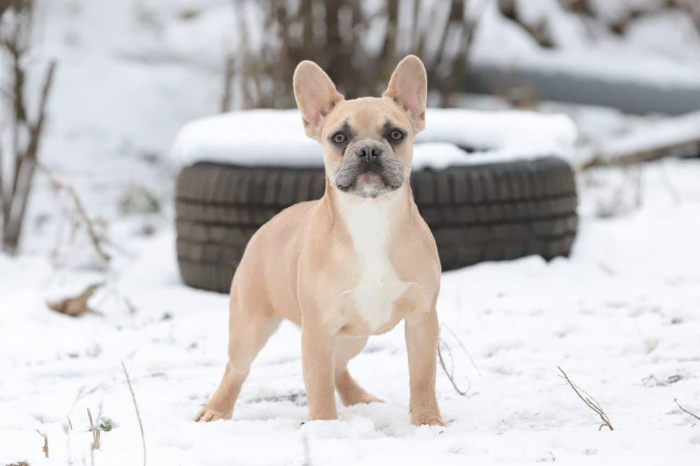 Генна на флаффі блакитно-палева дівчинка