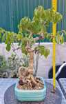 Bonsai Bougainvillea primavera