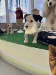 Jack Russell macho