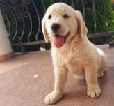 Golden Retriever szczeniak