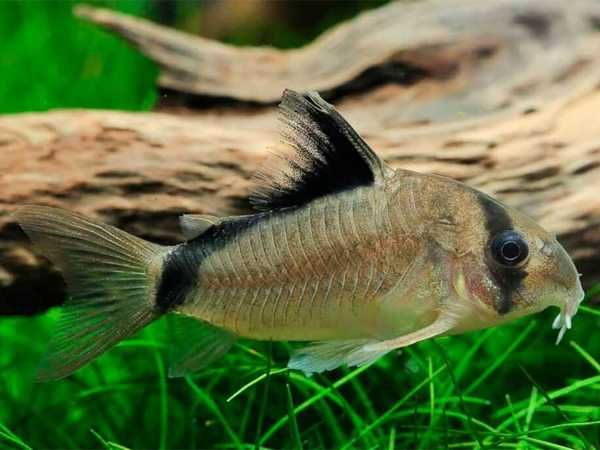 Kirysek kolumbijski - Corydoras metae - Kirys - dowóz, wysyłka