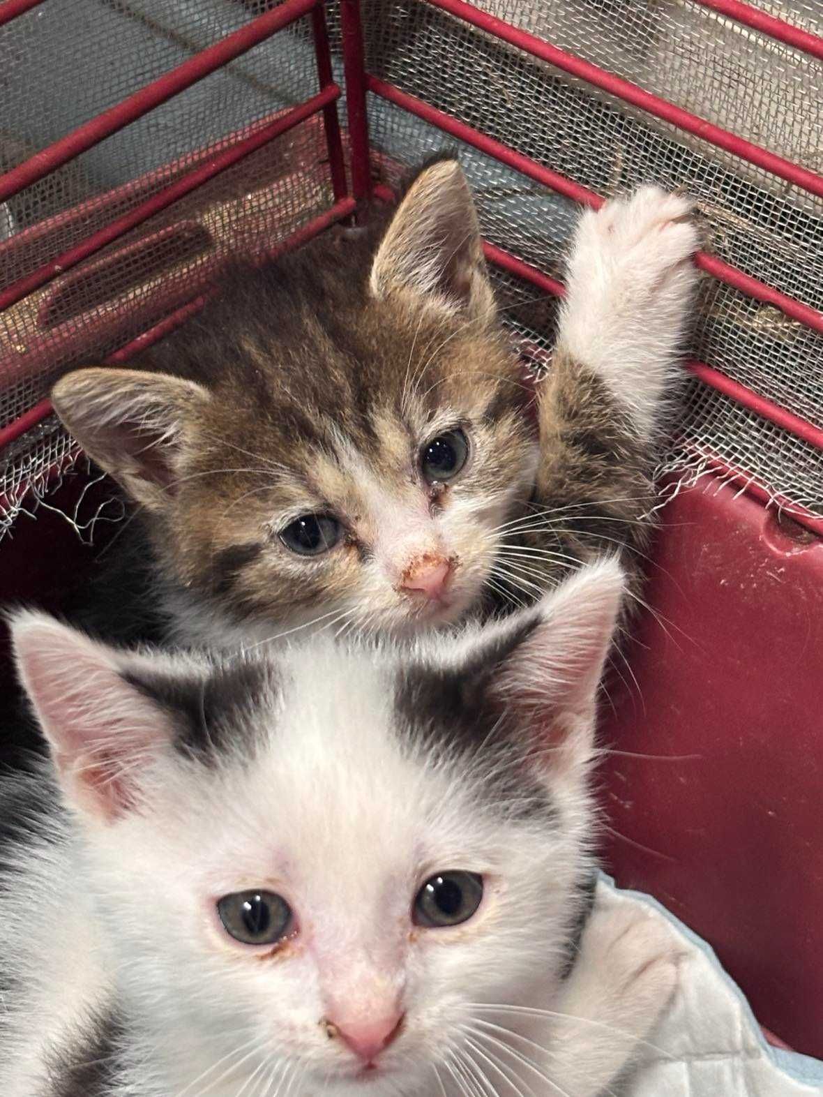 3 piękne kocie dziewczynki do adopcji
