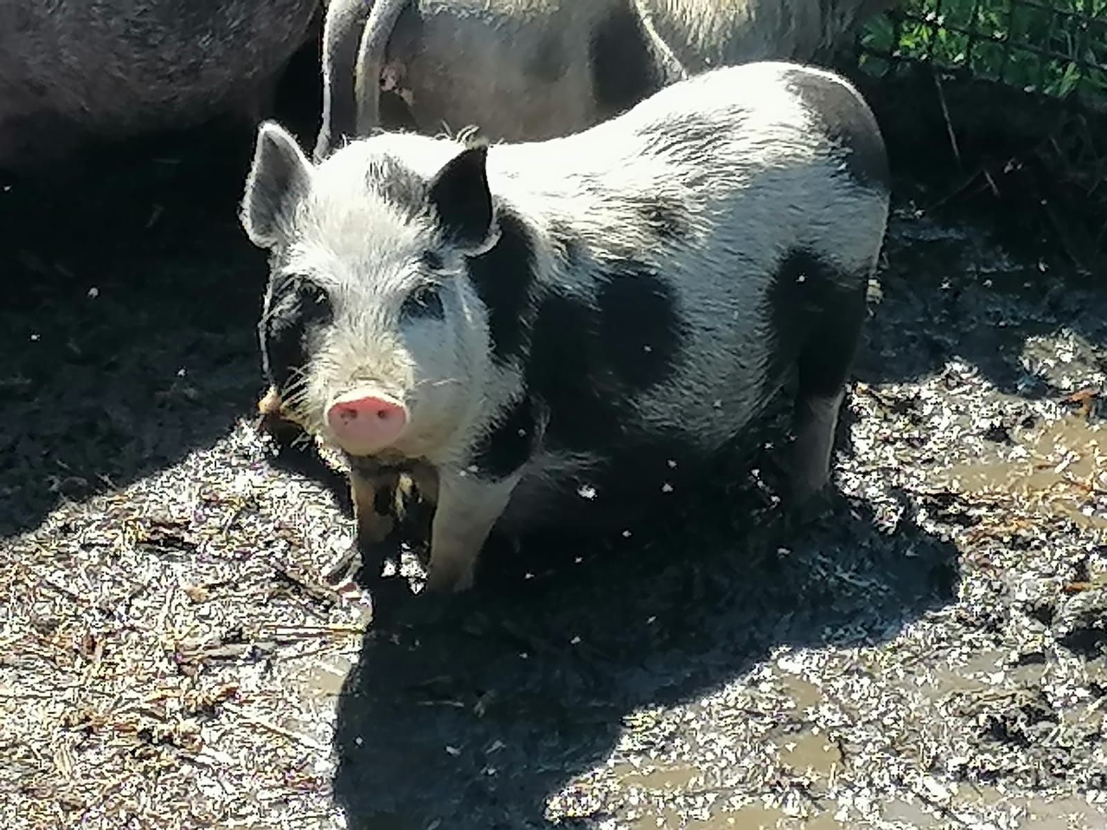 Świnki getynskie,mikro świnki sprzedam