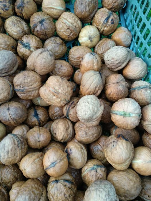 Orzechy włoskie świeże 5 kg