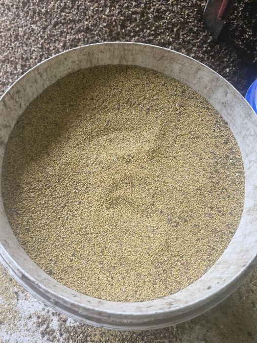 Lucerna nasiona 20kg siedmiolatka