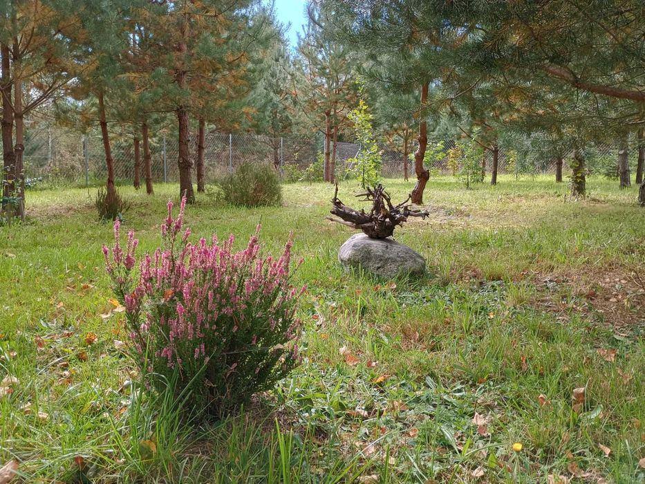 Działka Mazury z domkiem rekreacyjnym koło lasu i jeziora