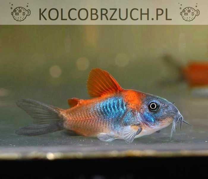 Kirysek wenezuela orange - Corydoras aeneus - Kirys venezuela