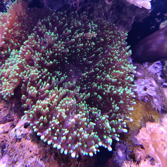 Corais moles vários