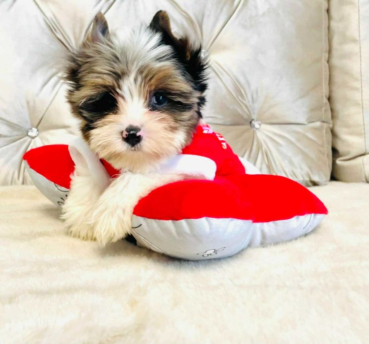 York mały a grubasek tylko do kochania.